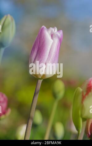 Closeup Triumph Tulpe Shirley in Blumenbeet. Tulpenvielfalt in weiß lila und lila Streifen Stockfoto