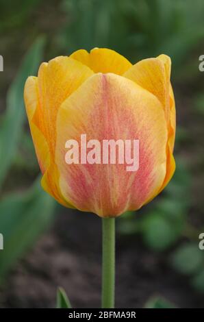 Tulpen Orangenpflanze im Garten. Orange Tulpen Tulpe Apricot Fuchs blühend Stockfoto