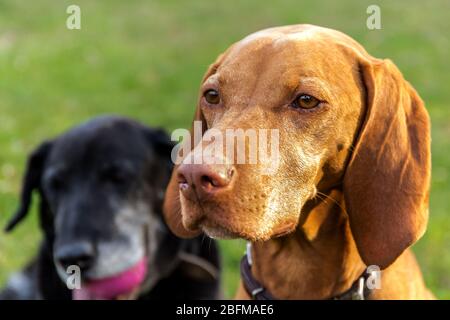 Der Kopf des ungarischen Hundes. Ungarischer Hund Vizsla auf Wiese. Haustier. Hundehaugen. Stockfoto