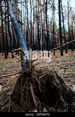 Verbrannter Kiefernwald, nach dem Feuer verbrannter Baum gefallen Stockfoto