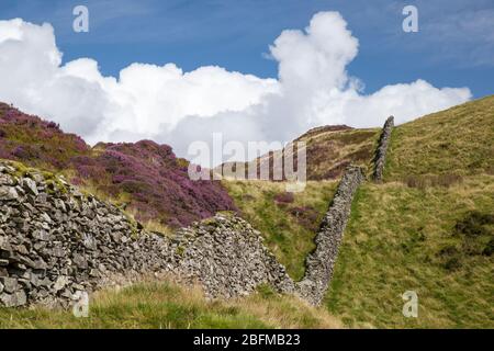 Eine alte Felswand, die hügeliges Gelände auf dem Cadair Idris Circular Walk in der Nähe von Machynlleth, Wales, durchquert Stockfoto