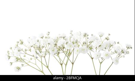 Zweige mit kleinen weißen Blumen von Gypsophila (Baby's-Breath) isoliert auf weißem Hintergrund. Stockfoto