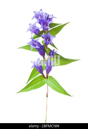 Zweig mit Blüten von Gentiana Asclepiadea (Willow Enzian) auf weißem Hintergrund isoliert. Stockfoto