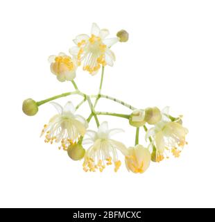 Linden (Tilia) Blüten isoliert auf weißem Hintergrund. Nahaufnahme Stockfoto