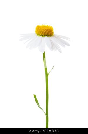 Blume der Kamille (Ox-Eye Daisy ) auf weißem Hintergrund isoliert. Stockfoto