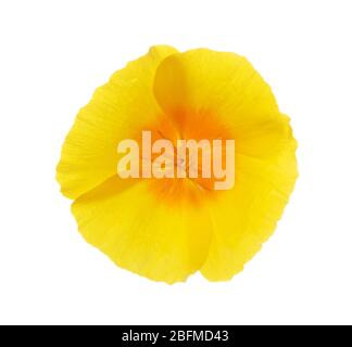 Leuchtend gelbe Blume des California Poppy (Eschschscholzia californica). Blühende Pflanze in Familie Papaveraceae. Nahaufnahme. Selektiver Fokus. Stockfoto