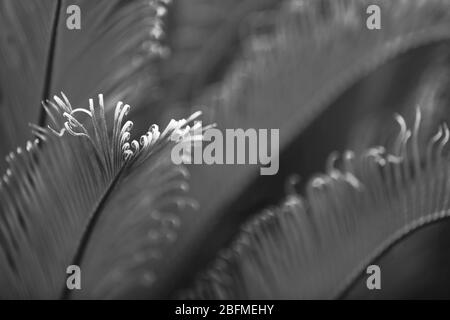 Palmblätter, Retro-Stilisierung, Nahaufnahme Stockfoto