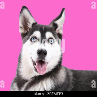 Schöne niedliche Husky Welpen, auf rosa Hintergrund Stockfoto