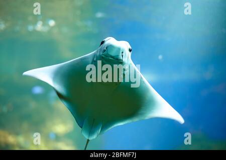 Lächelndes Stingray schwimmt unter blauem Wasser. Nahaufnahme Stingray durch das Aquarienfenster. Stockfoto