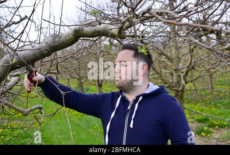 Junger Bauer beschneiden Apfelbaum im Frühjahr Stockfoto