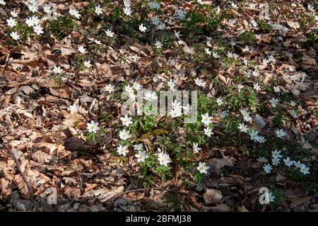 Waldboden mit trockenen braunen Blättern, die mit weißen blühenden Anemonen bedeckt sind Stockfoto