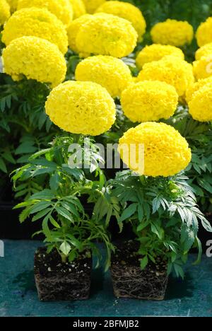 Ringelblume Gelb Farbe (Tagetes erecta, mexikanische Ringelblume), Ringelblume Topfpflanze mit Wurzeln und schwarzem Tablett Stockfoto