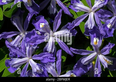 Zwergschreckenschwertlilie in Blüte. Es ist eine rhizomatöse mehrjährige Pflanze endemisch in den östlichen USA. Stockfoto