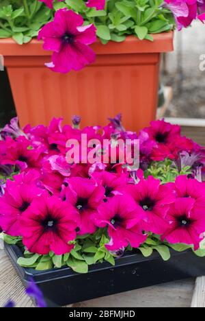 Petunia, Petunien im Tablett, Petunia im Topf, Burgundy Petunia Stockfoto