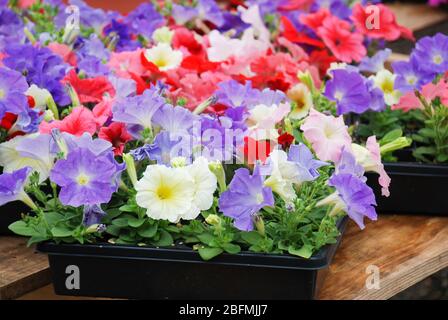 Petunia, Petunien im Tablett, Petunia im Topf, Petunia in Mischfarbe Stockfoto