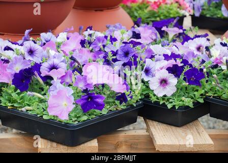 Petunia, Blau und Lila Petunien im Tablett, Petunia im Topf, Gemischte Farbe Petunia Stockfoto