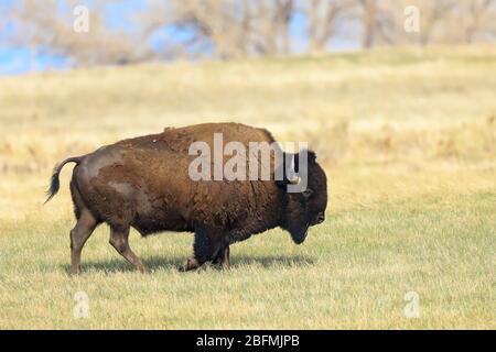 Amerikanischer Bison-Bulle-Büffel bos Bison, der durch die Great Plains of Colorado läuft Stockfoto
