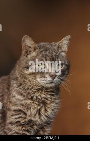 Porträt von liebenswerten grauen Kätzchen. Nahaufnahme des Katzen-Hochformats. Graue flauschige Katze mit gelben Augen Stockfoto