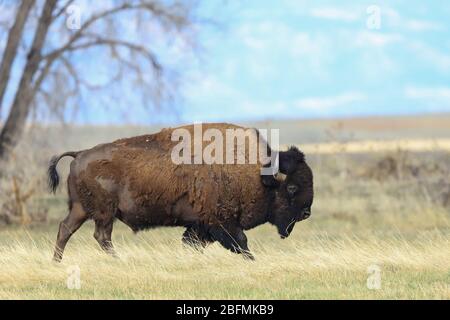 Amerikanischer Bison-Bulle-Büffel bos Bison, der durch die Great Plains of Colorado läuft Stockfoto