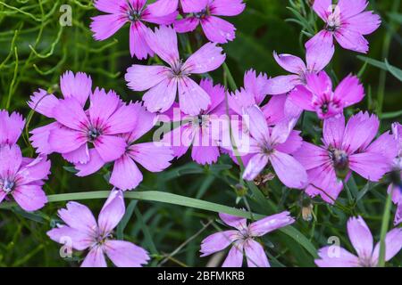 Hintergrund der wilden Nelken. Blühende wilde Nelke Nahaufnahme, fotografiert im Sommer im Polarural. Stockfoto