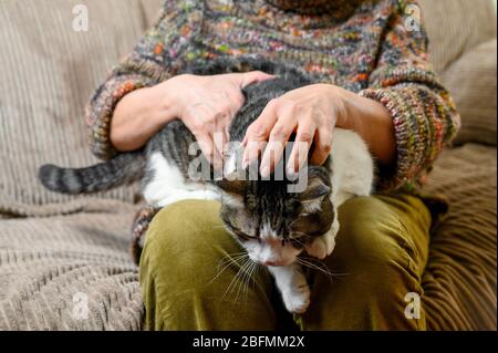 Unkenntlich Alte Frau streichelte eine Katze . Stockfoto