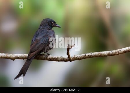 Black Drongo, Dicrurus macrocercus, Kerala, Indien, Asien Stockfoto