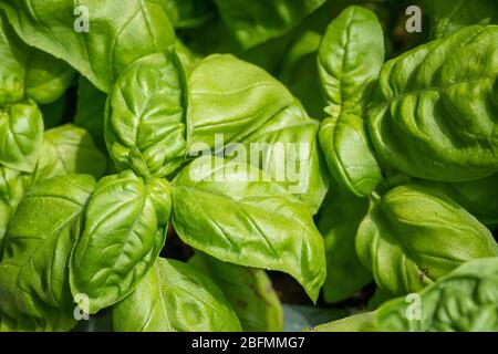 Frisches, heimisches Basilikum, das in Blumentopf wächst, schließen Sie oben.Pflanzenpflege, Hobbys. Stockfoto