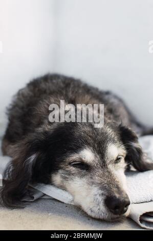 Porträt eines schönen Hundes, der auf einer Decke im Freien schläft. Entspannter Hund auf weißem Hintergrund. Stockfoto
