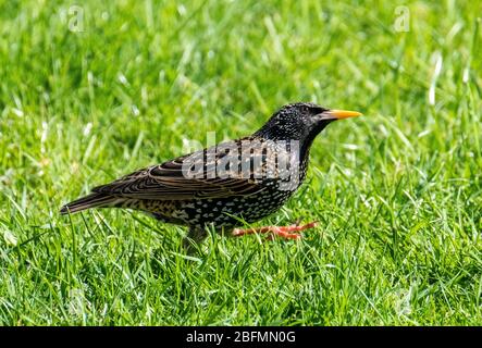 Gewöhnlicher Starling (sturnus Vulgaris) auf Gras, West Lothian, Schottland. Stockfoto