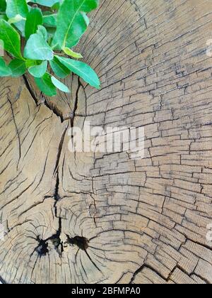 Natürlicher trockener Baumstamm mit schöner geprägter Textur und grünen Blättern. Stockfoto