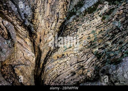 Sehr alter fauler Baum aus der Nähe Stockfoto