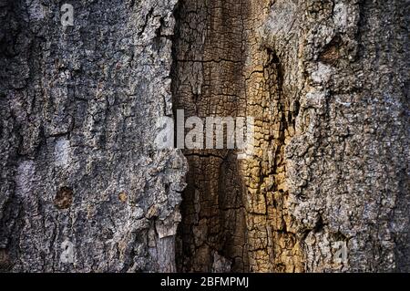 Ansicht von innen eines alten Baumstammes mit Detail Kern Stockfoto