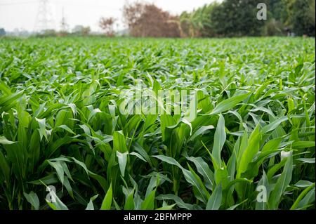Landwirtschaft Maisfeld wächst in Plantagen auf dem Land Stockfoto