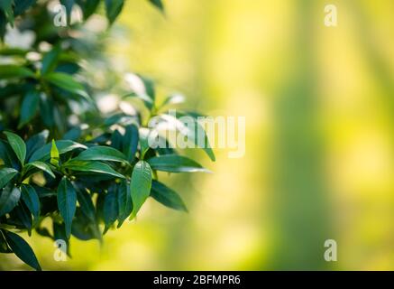 Nahaufnahme Gerdenia Crape Jasmin grüne Blätter im Garten auf natürlichem Hintergrund Stockfoto