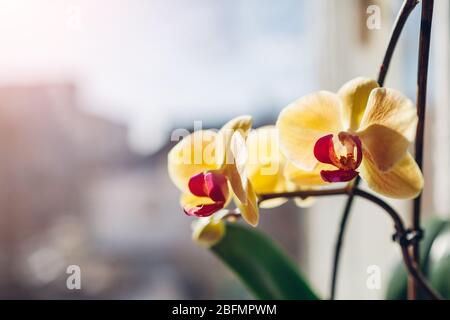 Orangefarbene Orchideen-Phalaenopsis. Frau, die sich um die heimischen Pflanzen kümmert. Nahaufnahme der weiblichen Hände, die gelbe Blumen halten Stockfoto