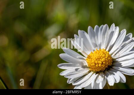 Teilansicht eines Daisy, großen Bereichs verschwommener Hintergrund Stockfoto