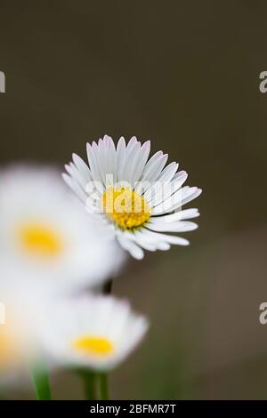 Verträumte Gänseblümchen-Aufnahme, nur die Spitzen der Blütenblätter stehen im Fokus Stockfoto