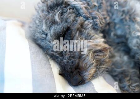 Nahaufnahme von ruhenden, schlafenden grauen Zwergpudel Hund Stockfoto