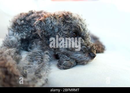 Nahaufnahme von ruhenden, schlafenden grauen Zwergpudel Hund Stockfoto