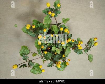 Frische blühende Parakresse Pflanze, Spilanthes oleracea, Zahnschmerzen Stockfoto