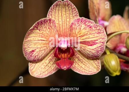 Nahaufnahme eines Makrofotos einer gelb, rot und orange gestreiften Orchidee Stockfoto