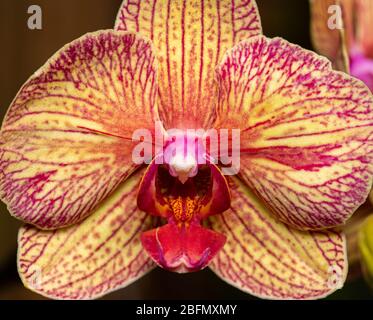Nahaufnahme eines Makrofotos einer gelb, rot und orange gestreiften Orchidee Stockfoto