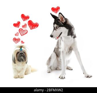 Zwei Hunde zusammen, isoliert auf weiß Stockfoto