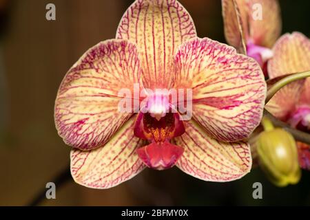 Nahaufnahme eines Makrofotos einer gelb, rot und orange gestreiften Orchidee Stockfoto