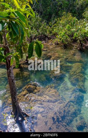 Ein junger Mangrovenbaum wächst im Wasser eines Flusses mit schönem türkisklarem Wasser. Im Wasser sind Steine mit Algen sichtbar. Sonnig. Vertikal. Stockfoto