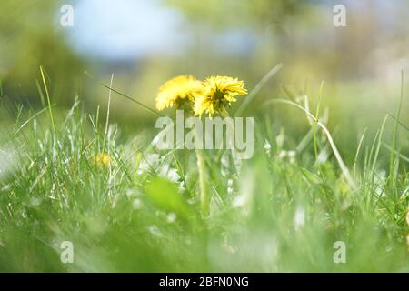 Nahaufnahme der gelben Löwenzahn-Blüte im grünen Gras Stockfoto