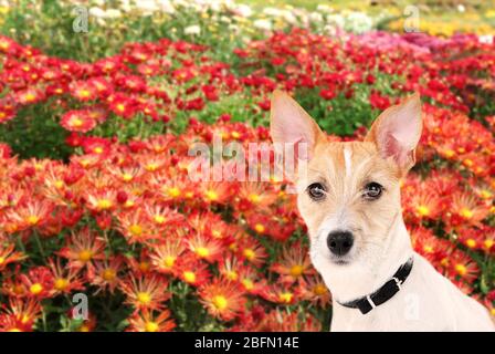 Hundehorträt auf dem Feld mit Blumen Stockfoto