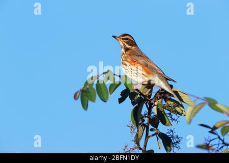 Ein erwachsener Rotflügel (Turdus iliacus), eine kleine Drossel-Art und Wintergast in Großbritannien, füttert in einem Beerenbusch in England Stockfoto