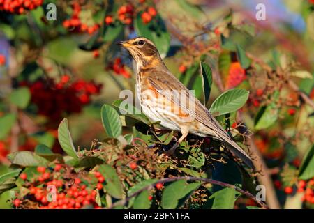 Ein erwachsener Rotflügel (Turdus iliacus), eine kleine Drossel-Art und Wintergast in Großbritannien, füttert in einem Beerenbusch in England Stockfoto