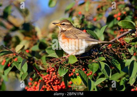 Ein erwachsener Rotflügel (Turdus iliacus), eine kleine Drossel-Art und Wintergast in Großbritannien, füttert in einem Beerenbusch in England Stockfoto